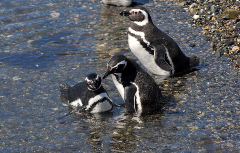 Navegação pelo Canal Beagle: Pinguins