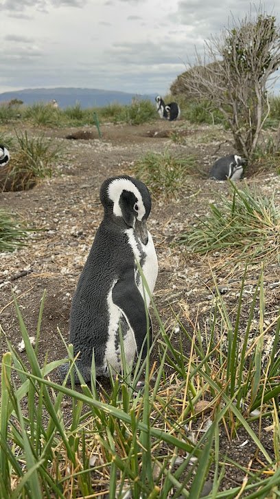 Mapa do passeio Navegação pelo Canal Beagle: Pinguins