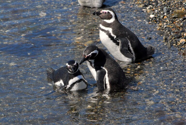 Navegação pelo Canal Beagle: Pinguins